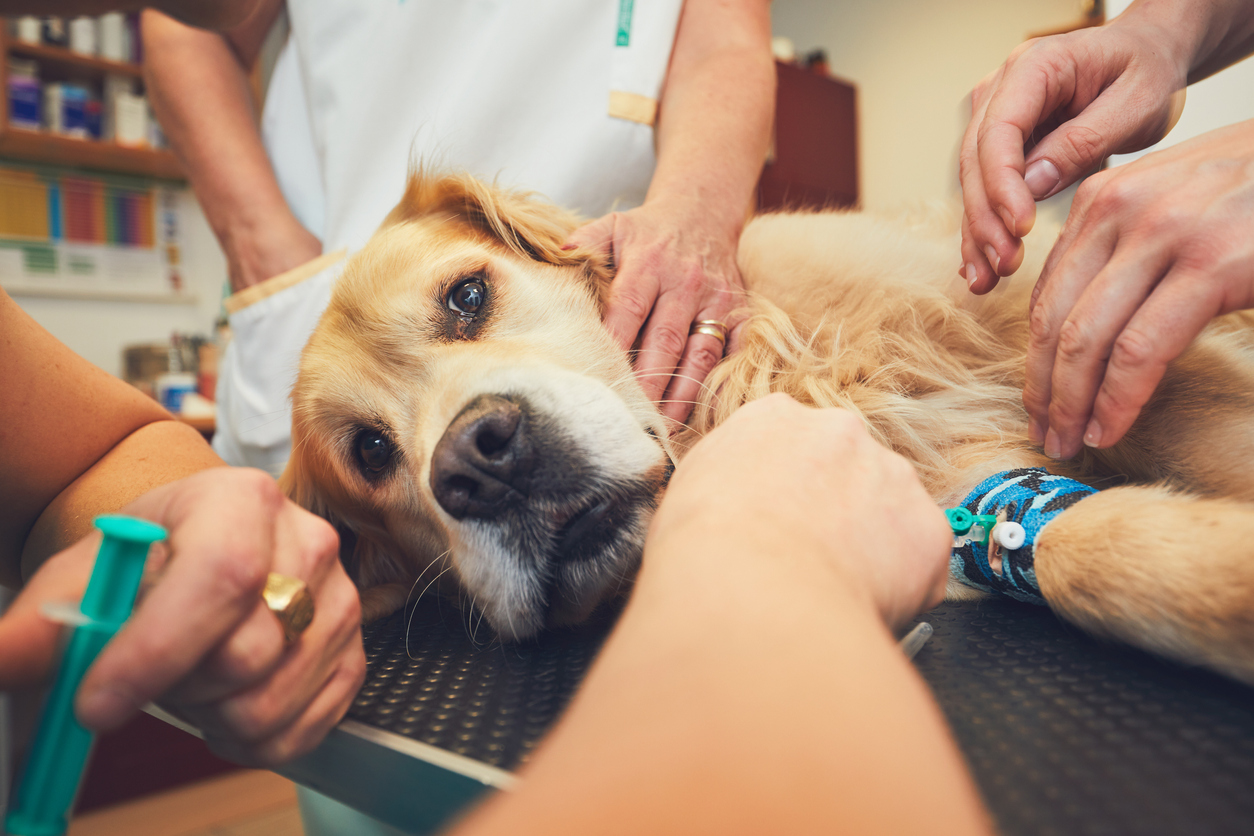 Routine Pet Surgeries. Golden retriever in the animal hospital. Veterinarians preparing the dog for surgery.
