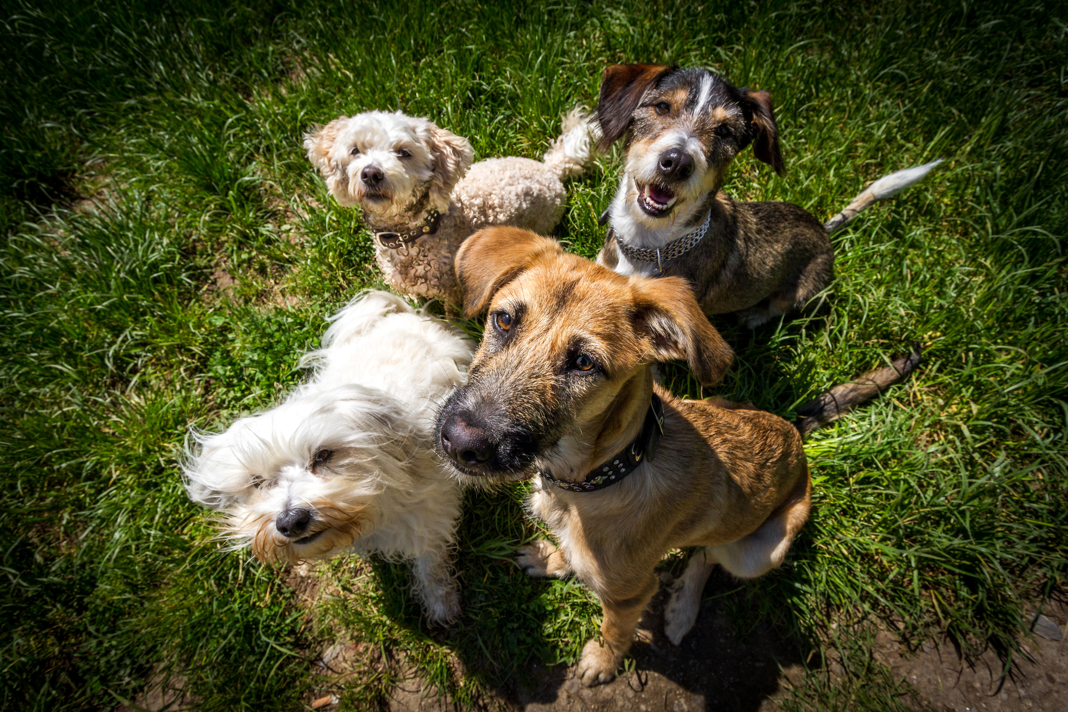4 dogs sitting in one spot and look for photographers high holding some fine reward in the hands, Weiwinkel recording.