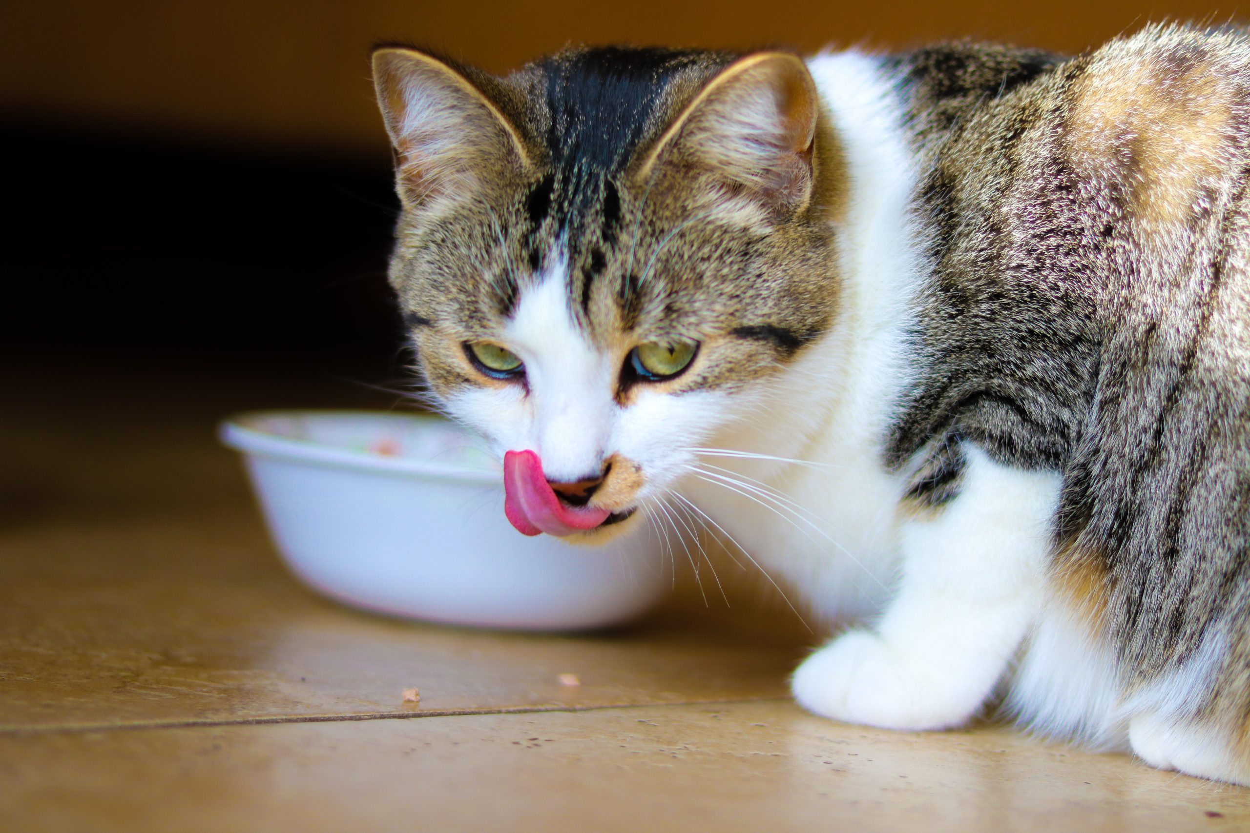 Kidney Disease in Cats
