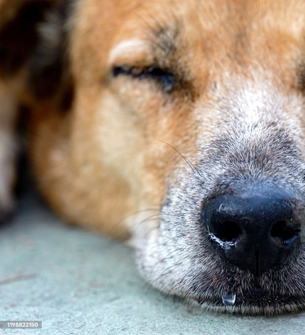 The sleeping dog's nose has a runny nose.