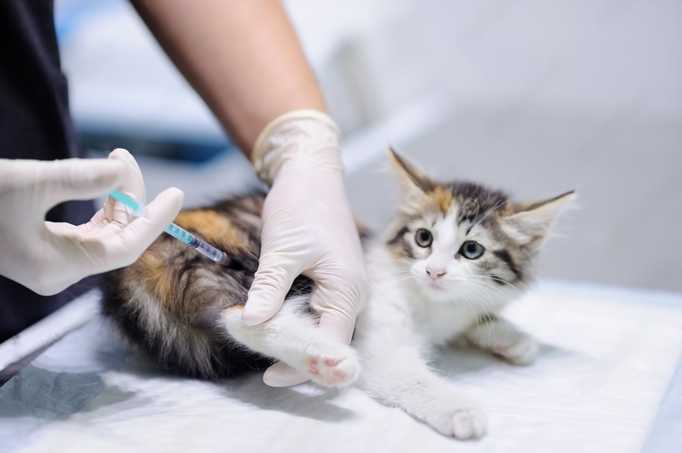 Cat vaccines