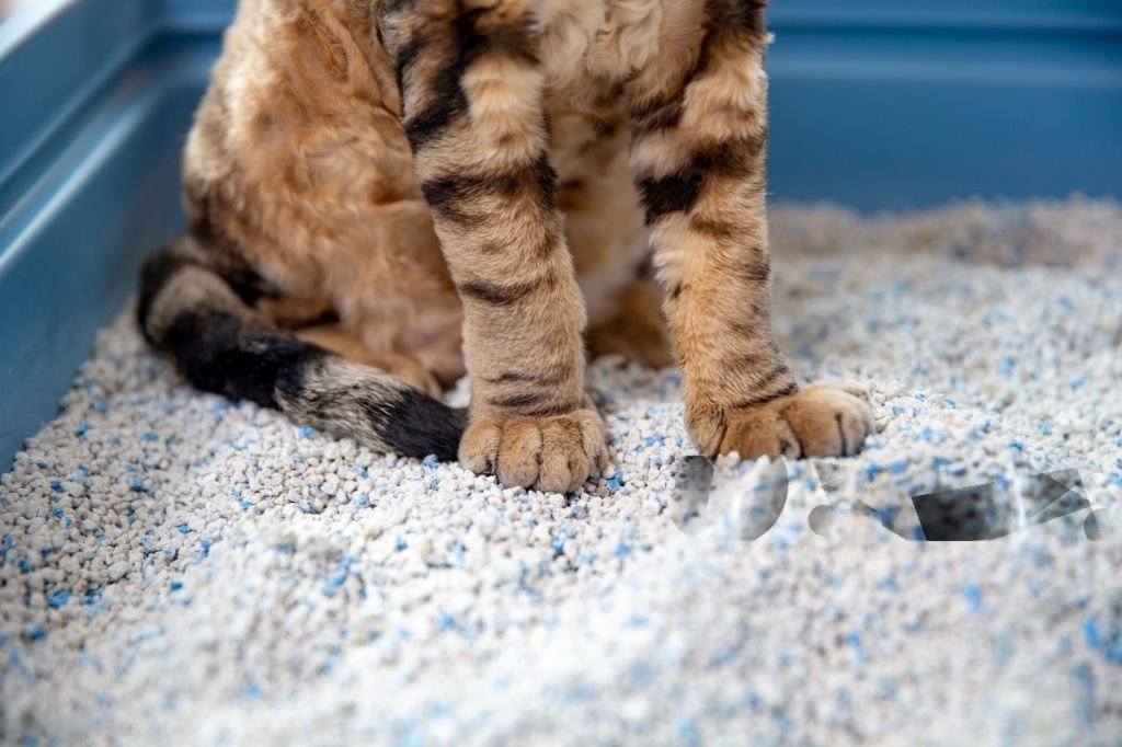 Urolithiasis in cats