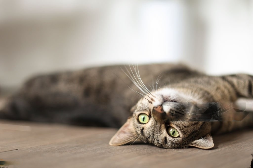 Feline Heat Cycle