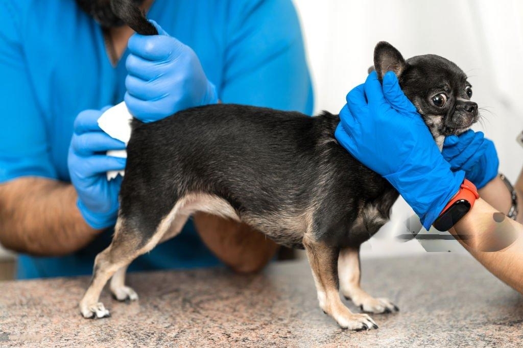 Anal glands in dogs